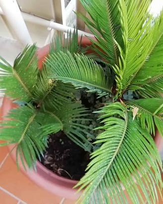 CYCAS CON VASO