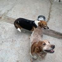 Cani Epagneul Breton. / Beagle