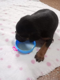 Cucciola di 60 giorni madre bigol