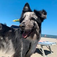 Pastore della Lessina