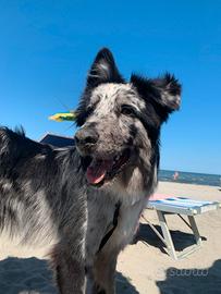 Pastore della Lessina