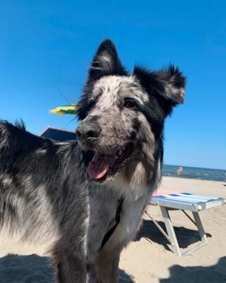 Pastore della Lessina