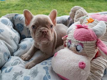 Cuccioli Bulldog francese esotico