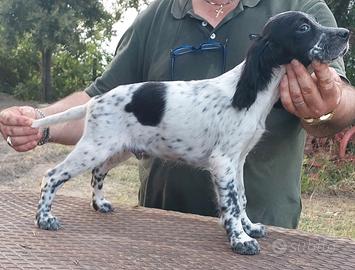 Cuccioli di setter inglese
