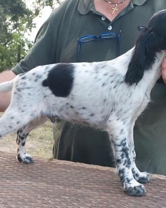 Cuccioli di setter inglese