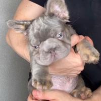 Bulldog Francese fluffy (big rope)