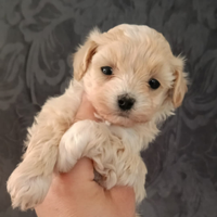 Maltipoo toy
