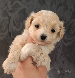 Maltipoo toy