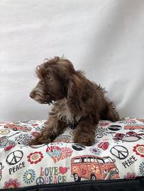 Maltipoo