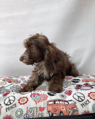Maltipoo