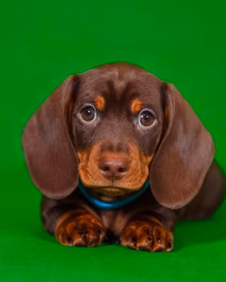 Bassotto cucciolo STUPENDO cioccolato Pedigree ENC