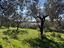 Immagine 12