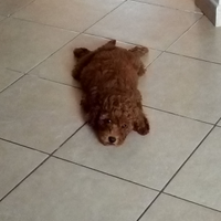 Cucciolo di barboncino toy Red maschio