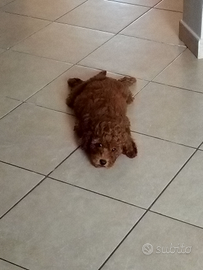 Cucciolo di barboncino toy Red maschio