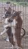 cuccioli-border-collie