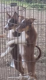 Cuccioli border collie