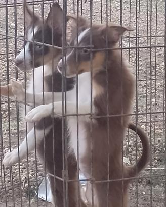 Cuccioli border collie