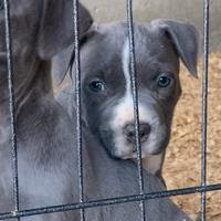 Cucciola pitbull
