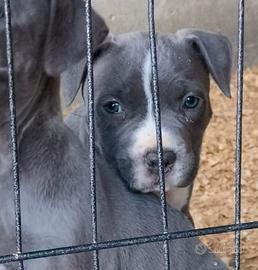 Cucciola pitbull