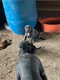 Cane corso
