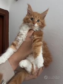 Ultimo cucciolo Maine coon