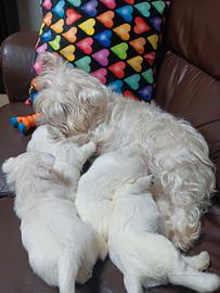 Westy highland white terrier con pedigree enci