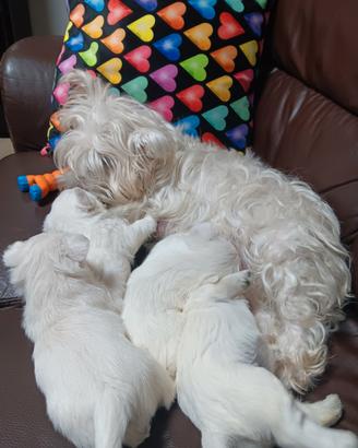 Westy highland white terrier con pedigree enci