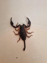 Scorpione