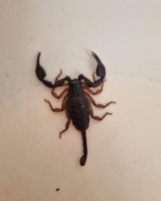 Scorpione