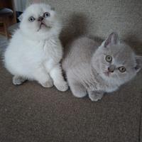 Scottish Fold Blu Femmina