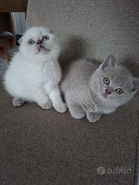 Scottish Fold Blu Femmina