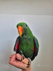 Ecletto allevato a mano