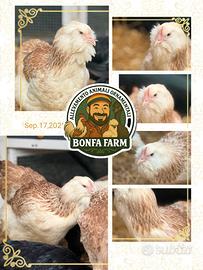 Galline di razza gruppi