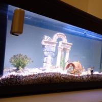 Acquario