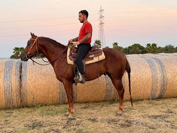 Cavalli Quorter maschio con doc. Americani