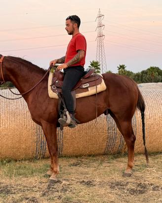 Cavalli Quorter maschio con doc. Americani