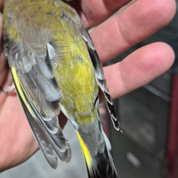 Verdone scozzese/major