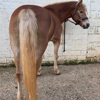 Cavallo Haflinger