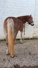 Cavallo Haflinger