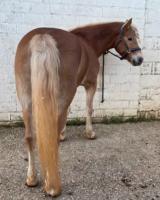 Cavallo Haflinger