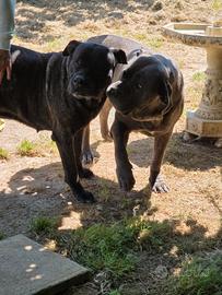 Cane corso italiano pedigree