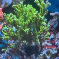 Coralli - Colonia montipora stellata