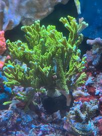 Coralli - Colonia montipora stellata