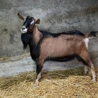 Becco camosciato delle alpi