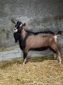 Becco camosciato delle alpi