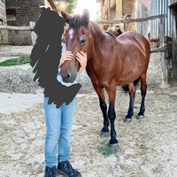 Super pony cavallo