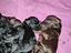 Immagine 3