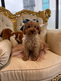 Barboncini nani e toy