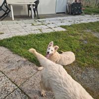 Ultima cucciola di Pastore Svizzero Bianco