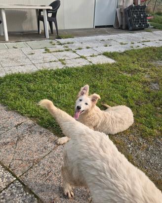 Ultima cucciola di Pastore Svizzero Bianco